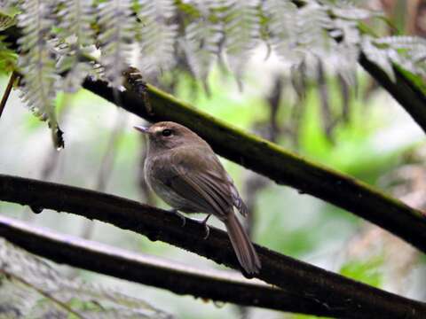 Image of Drab-breasted Bamboo Tyrant