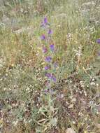 Echium vulgare subsp. pustulatum (Sm.) E. Schmid & Gams的圖片