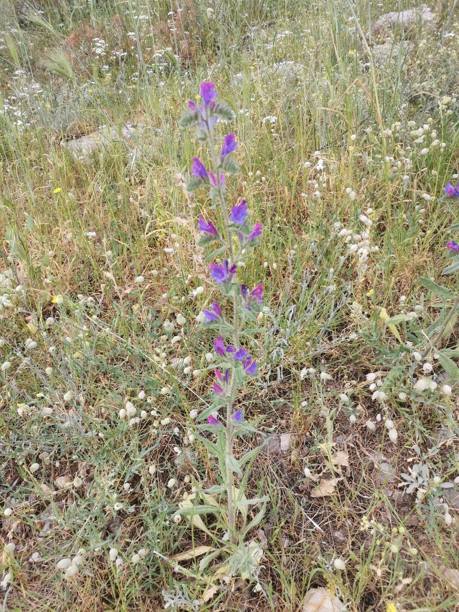 Image of Echium vulgare subsp. pustulatum (Sm.) E. Schmid & Gams