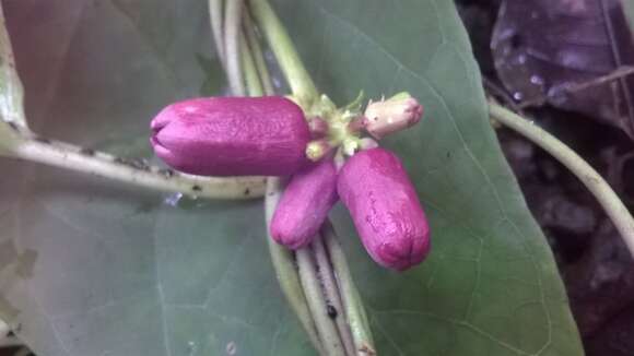 Image of Heterostemma deccanense (Talb.) K. Swarupanandan & J. K. Mangaly