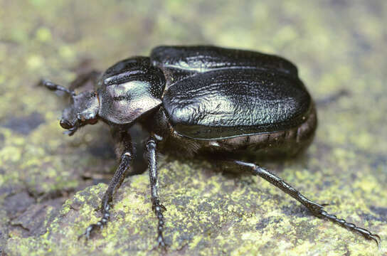 Image of Hermit Beetle