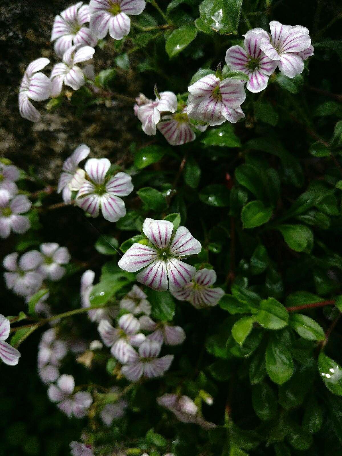 Слика од Acanthophyllum cerastioides (D. Don) Madhani & Zarre