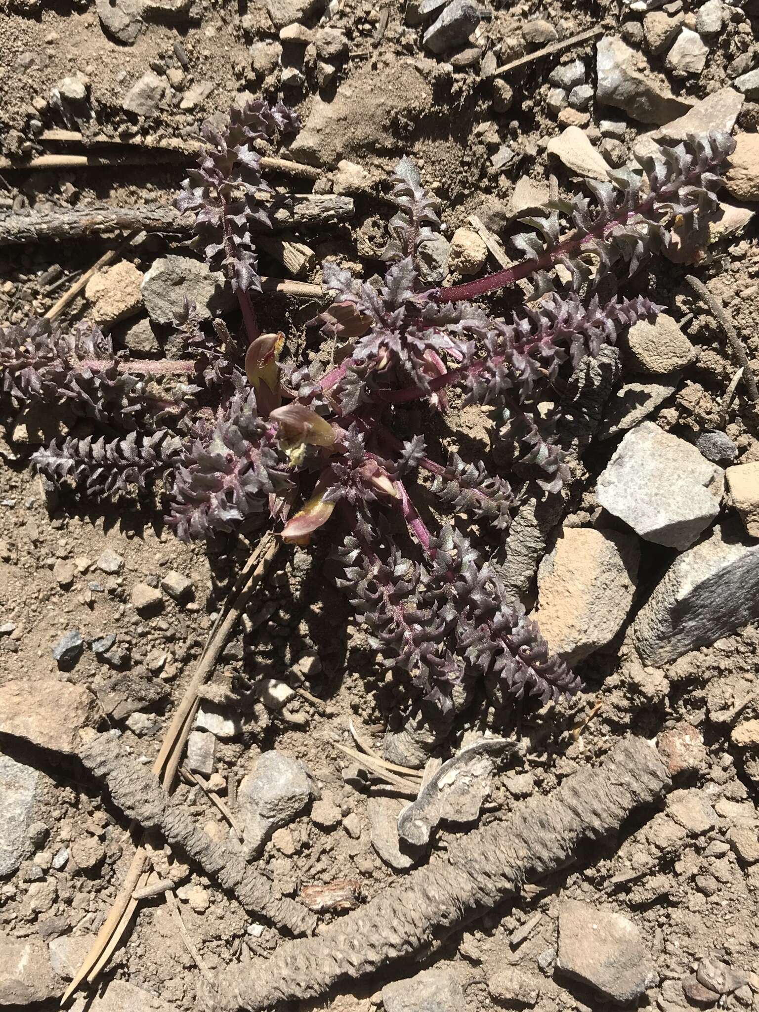 صورة Pedicularis semibarbata var. charlestonensis Pennell & Clokey