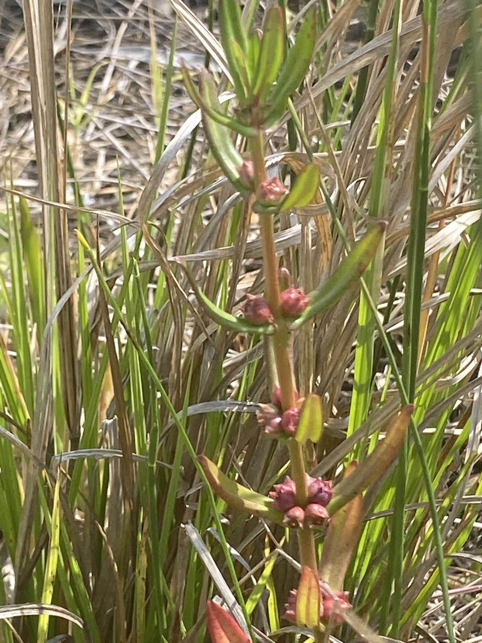 Ammannia latifolia L.的圖片