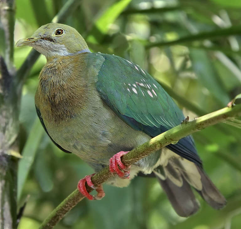 Image of Pink-spotted Fruit Dove