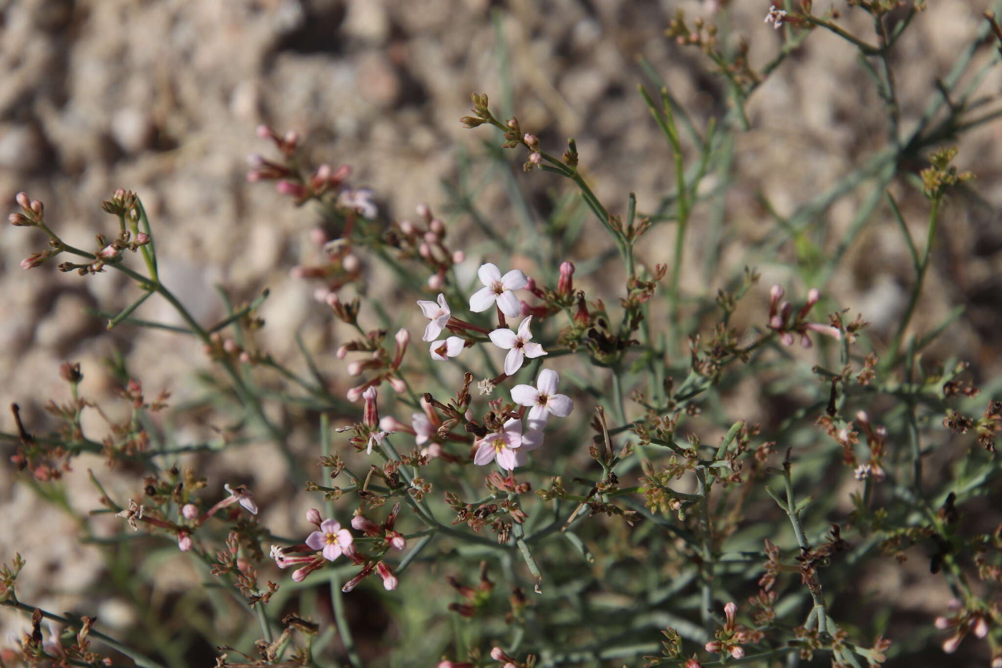 Image of Stenotis brevipes (Rose) Terrell