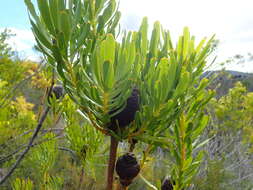 Image of Leucadendron platyspermum R. Br.