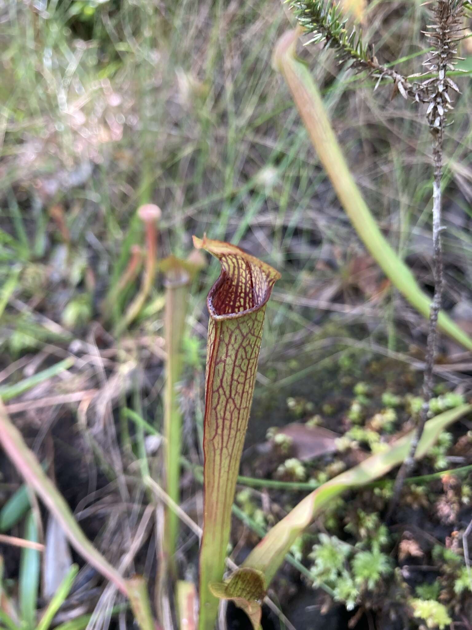 Image of Gulf pitcherplant