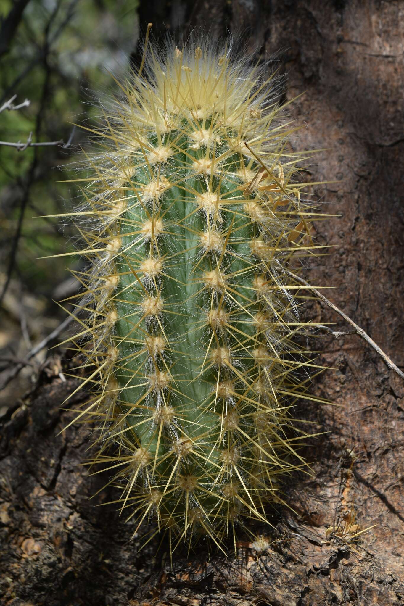 Imagem de Pilosocereus chrysacanthus (F. A. C. Weber) Byles & G. D. Rowley