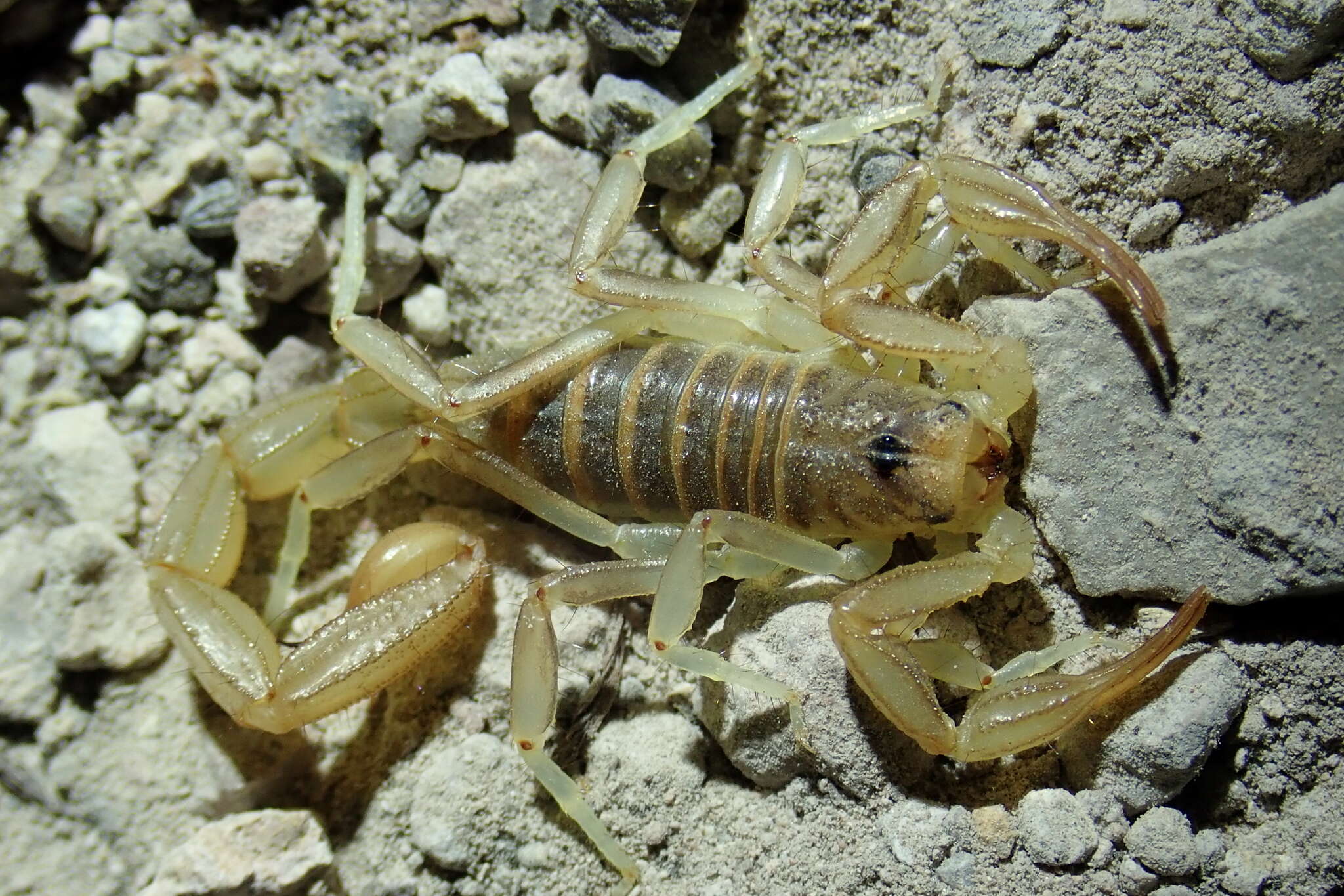 Image of Paruroctonus variabilis Hjelle 1982