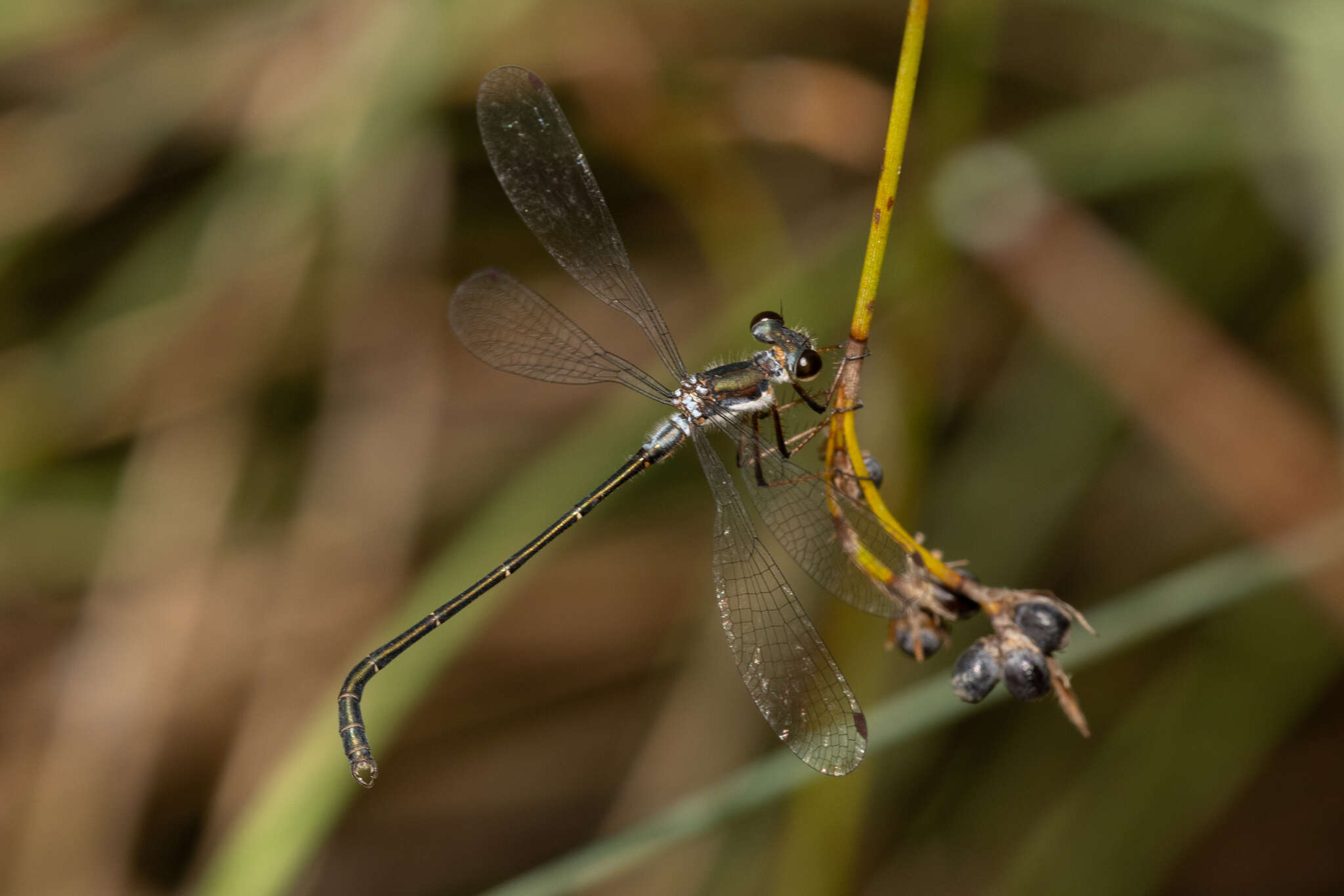 Image of Archiargiolestes pusillus (Tillyard 1908)