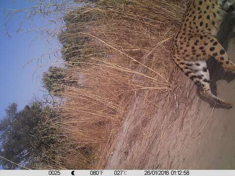 صورة Leptailurus serval constantinus (Forster 1780)