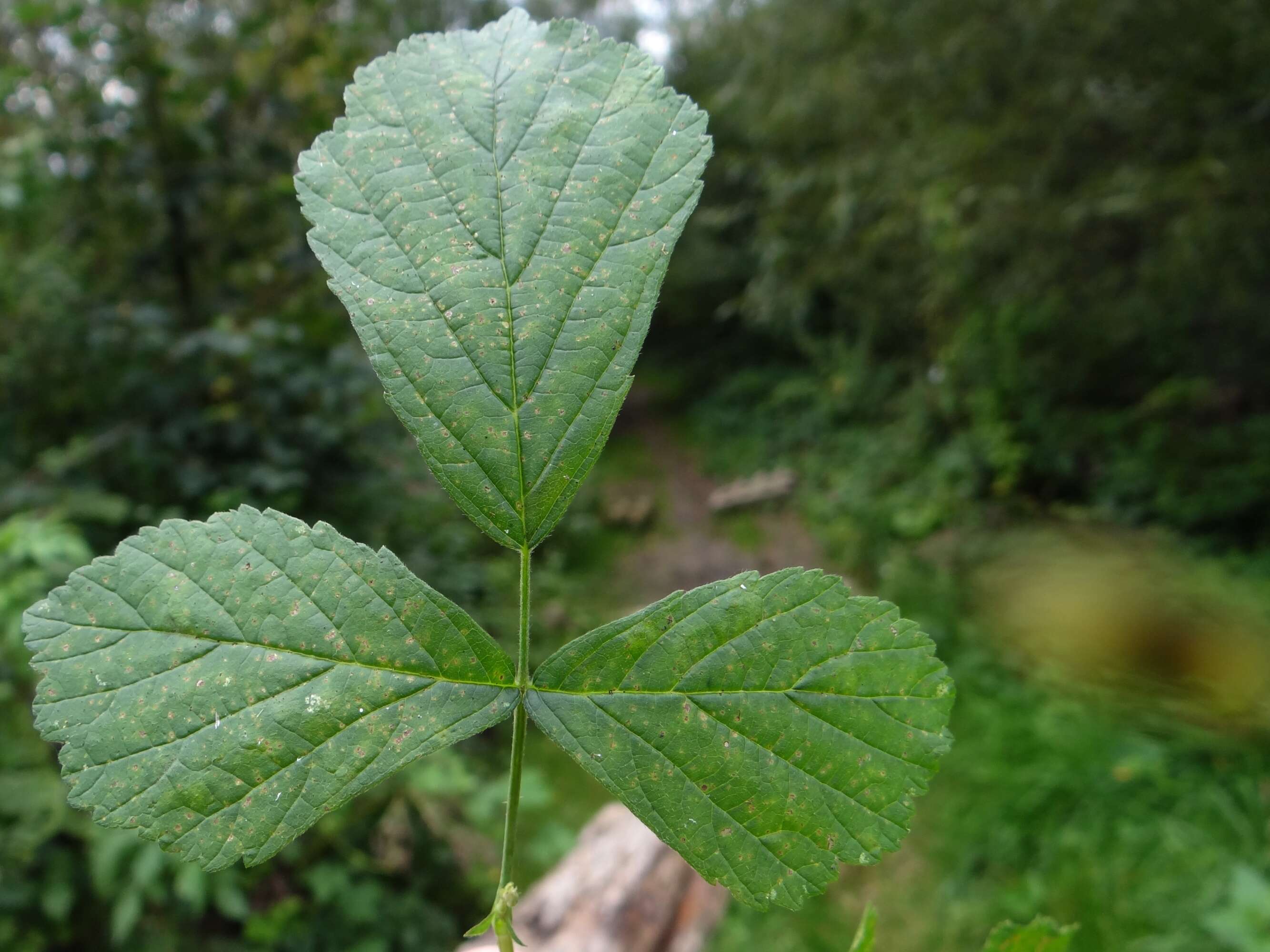 Image of Dewberry