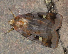 Diarsia brunnea Schiffermüller 1775的图像
