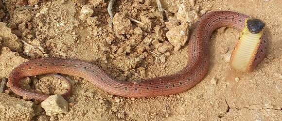 Image of Redback Coffee Snake