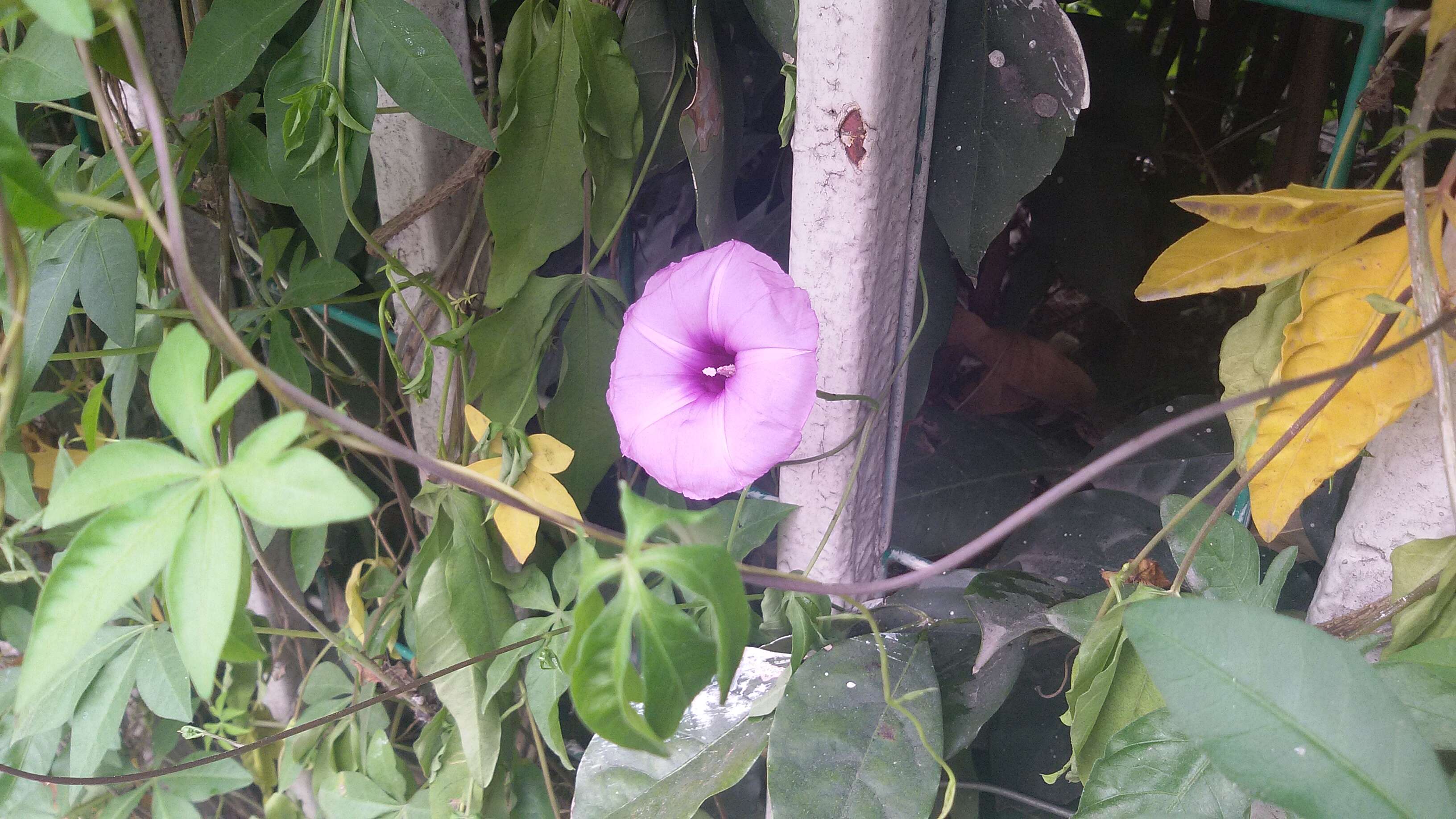 Image of whiteedge morning-glory