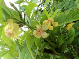 Image of Mandevilla subsagittata (Ruiz & Pav.) R. E. Woodson