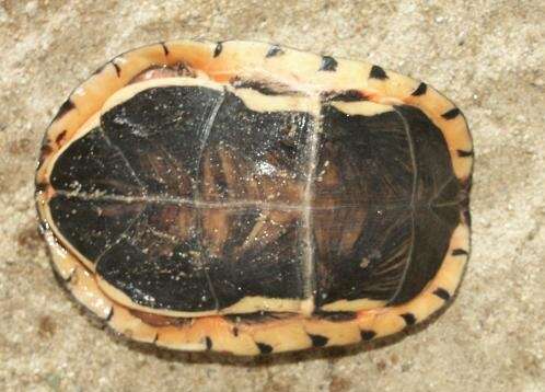 Image of Chinese three-striped box turtle