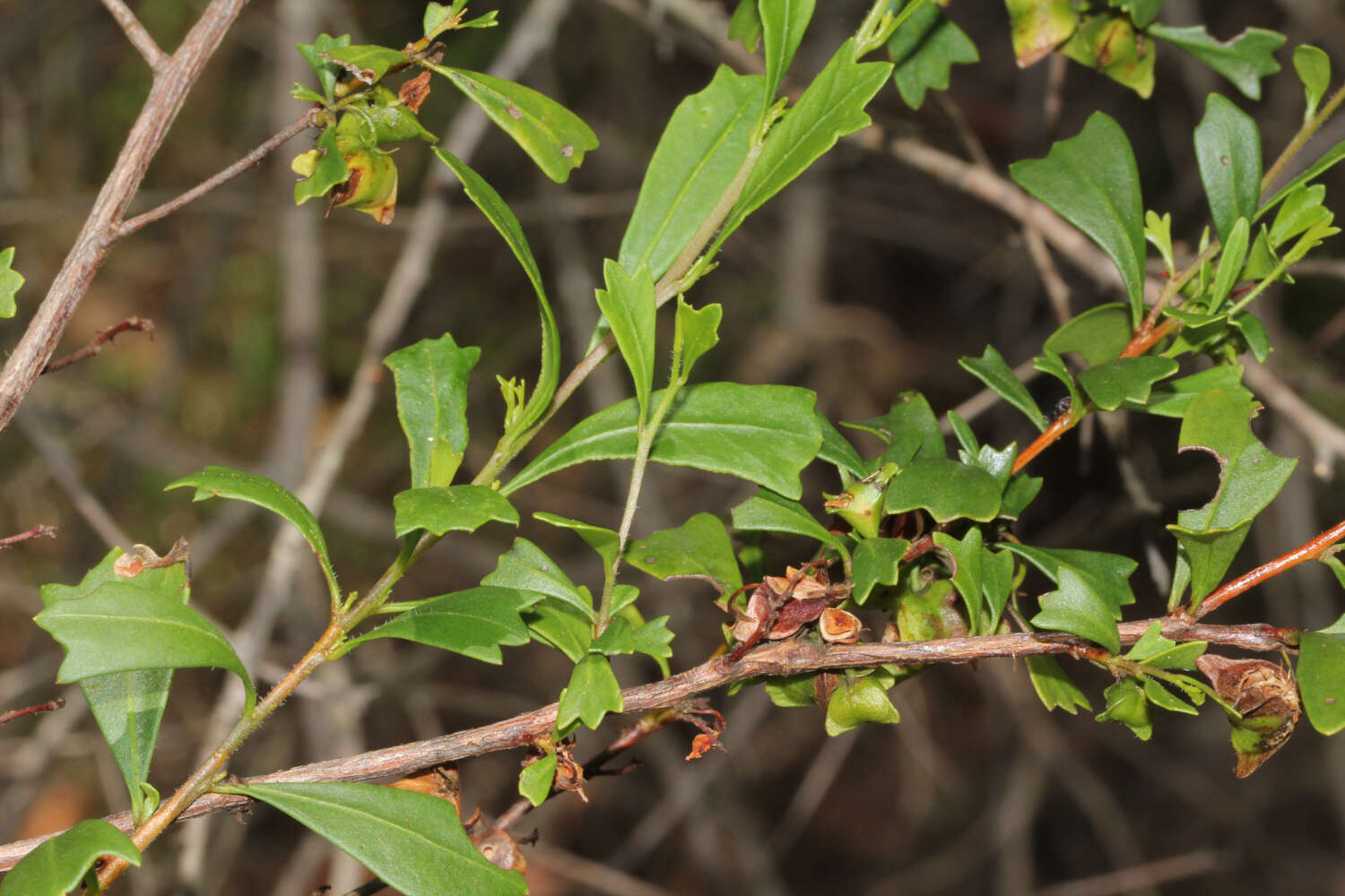 Image de Dodonaea triangularis Lindl.