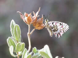 Image of Zerynthia rumina (Linnaeus 1758)