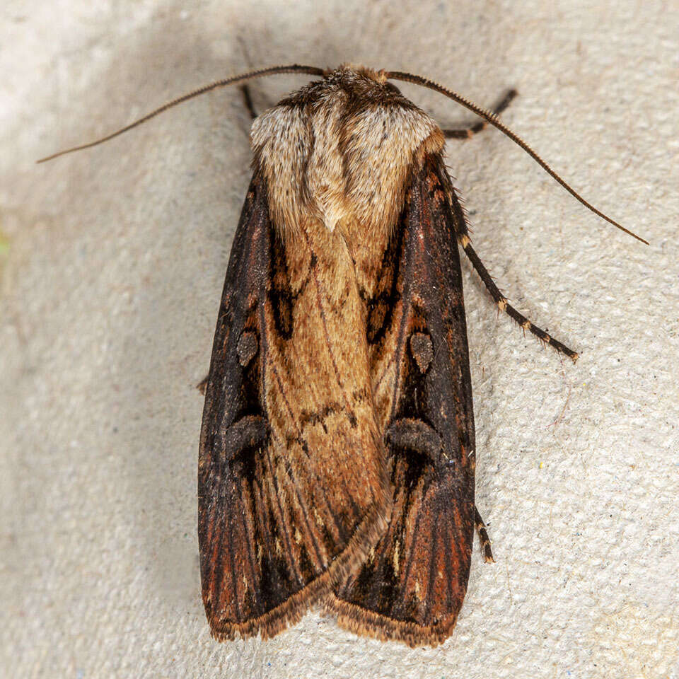 صورة Agrotis volubilis Harvey 1874