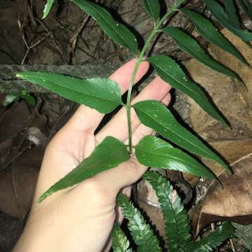 Image of Asplenium falcatum Lam.