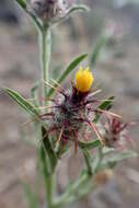 Imagem de Centaurea melitensis L.