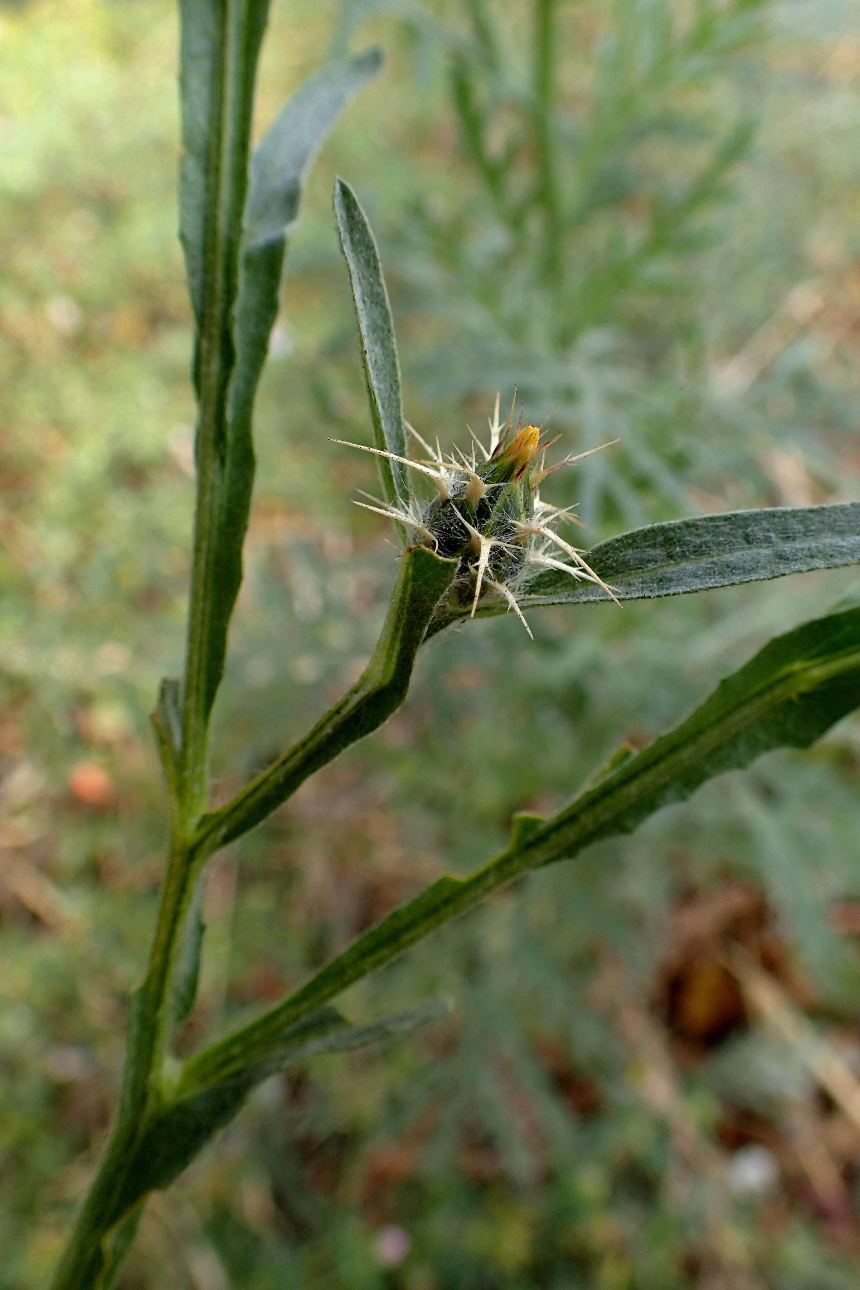 Imagem de Centaurea melitensis L.