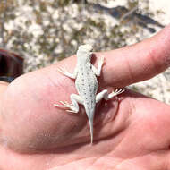 Image of Holbrookia maculata ruthveni Smith 1943