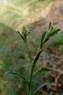 Imagem de Centaurea melitensis L.