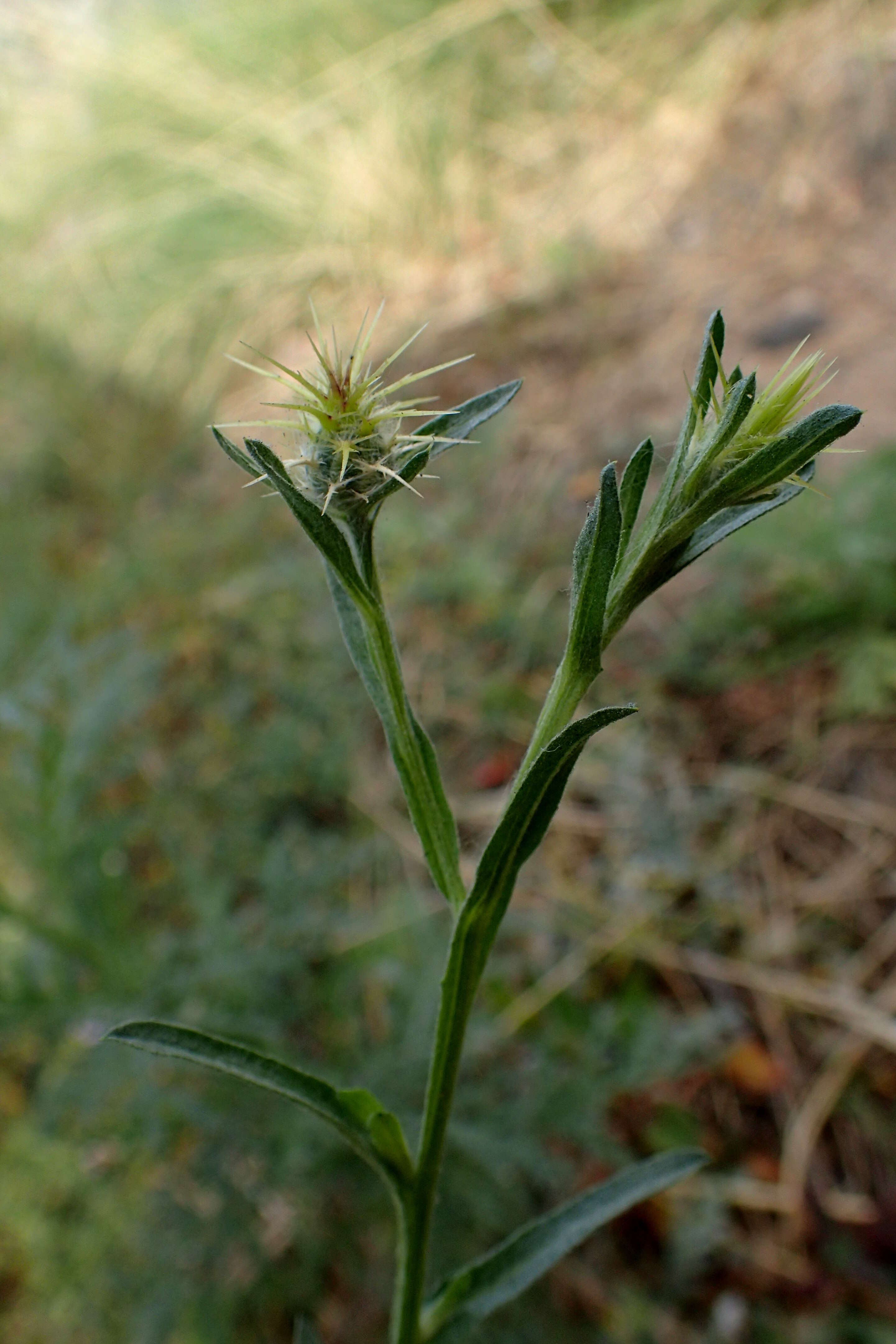 Imagem de Centaurea melitensis L.