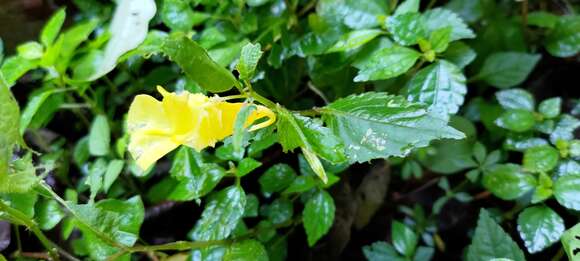 Image of Impatiens tayemonii Hayata