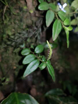 Image of Peperomia tenelliformis Trel.