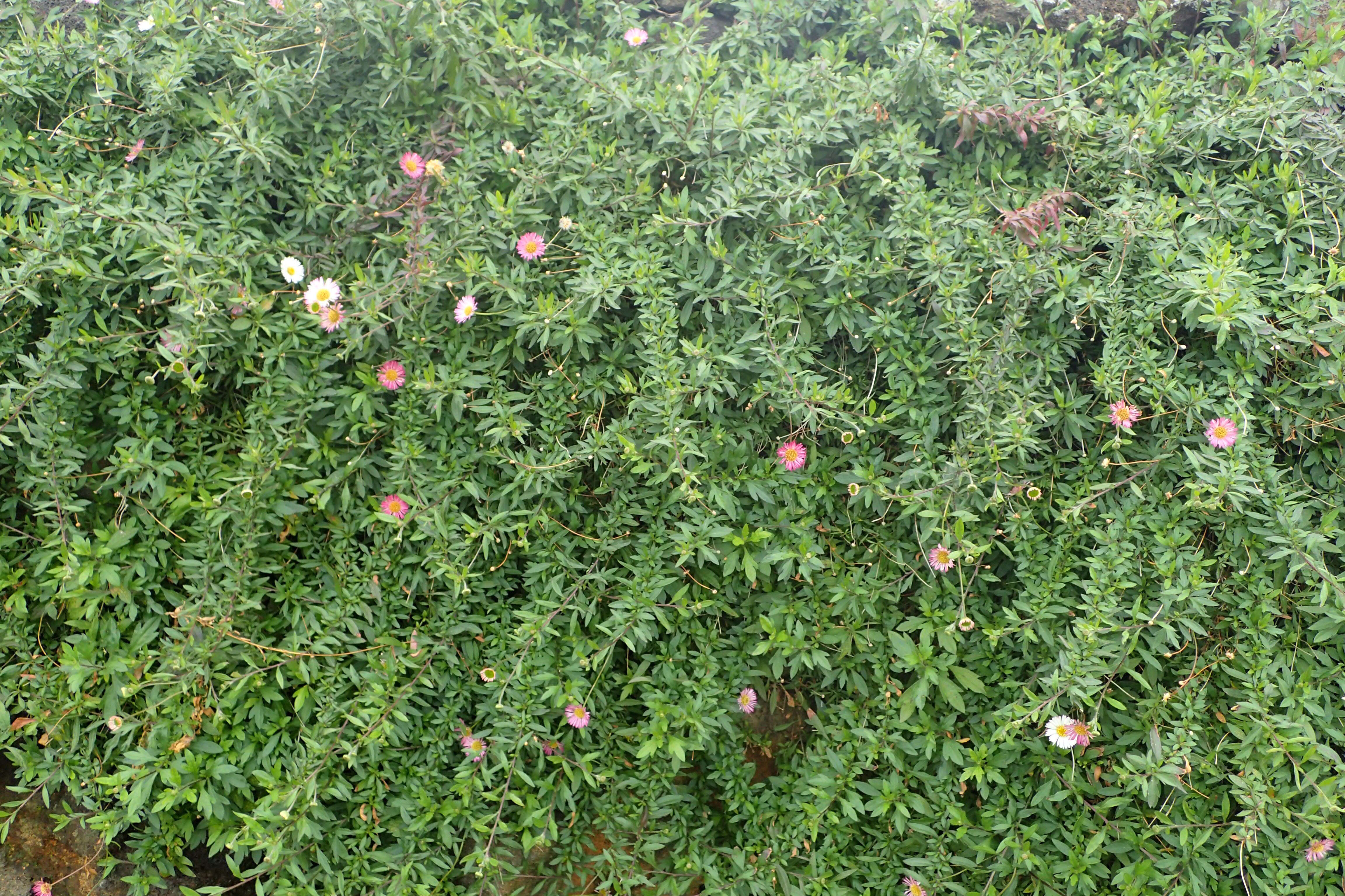 Image of Latin American Fleabane