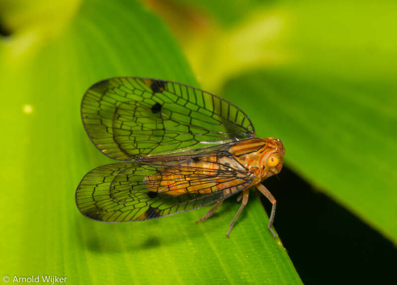 Image of Varciopsis trigutta (Walker 1858)