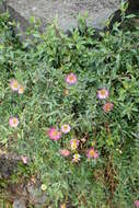 Image of Latin American Fleabane