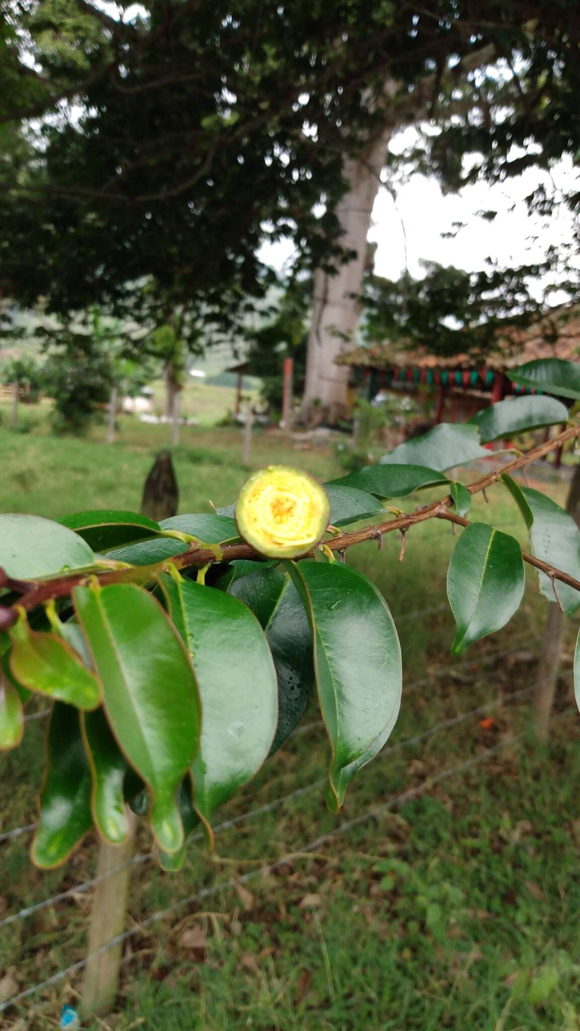 Image of Lafoensia acuminata (Ruiz & Pav.) DC.