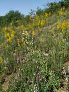 صورة Camelina rumelica Velen.