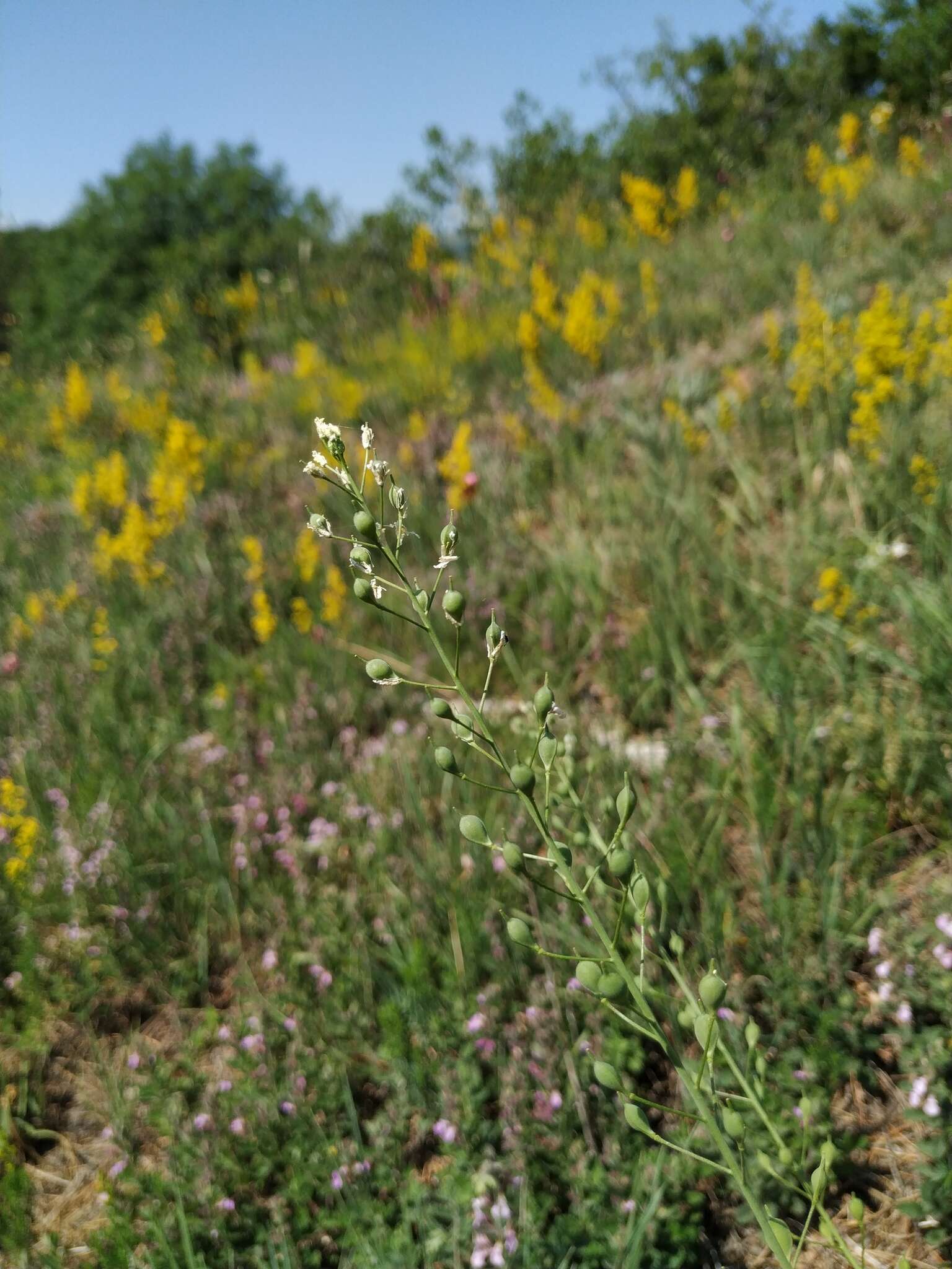 Image of graceful false flax