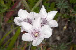 صورة Linum tenuifolium L.