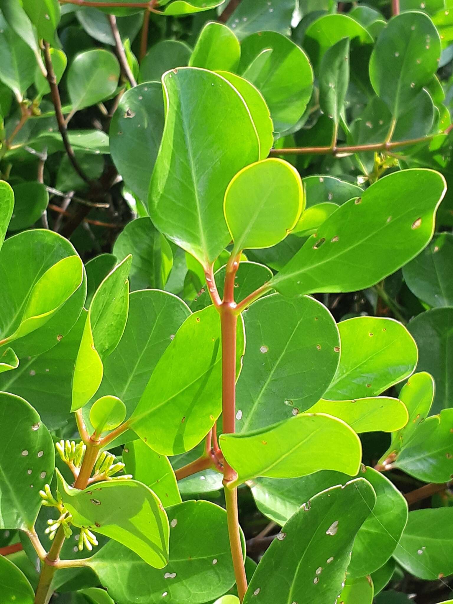 Image of yamstick mangrove