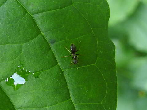 Image of Small black ant