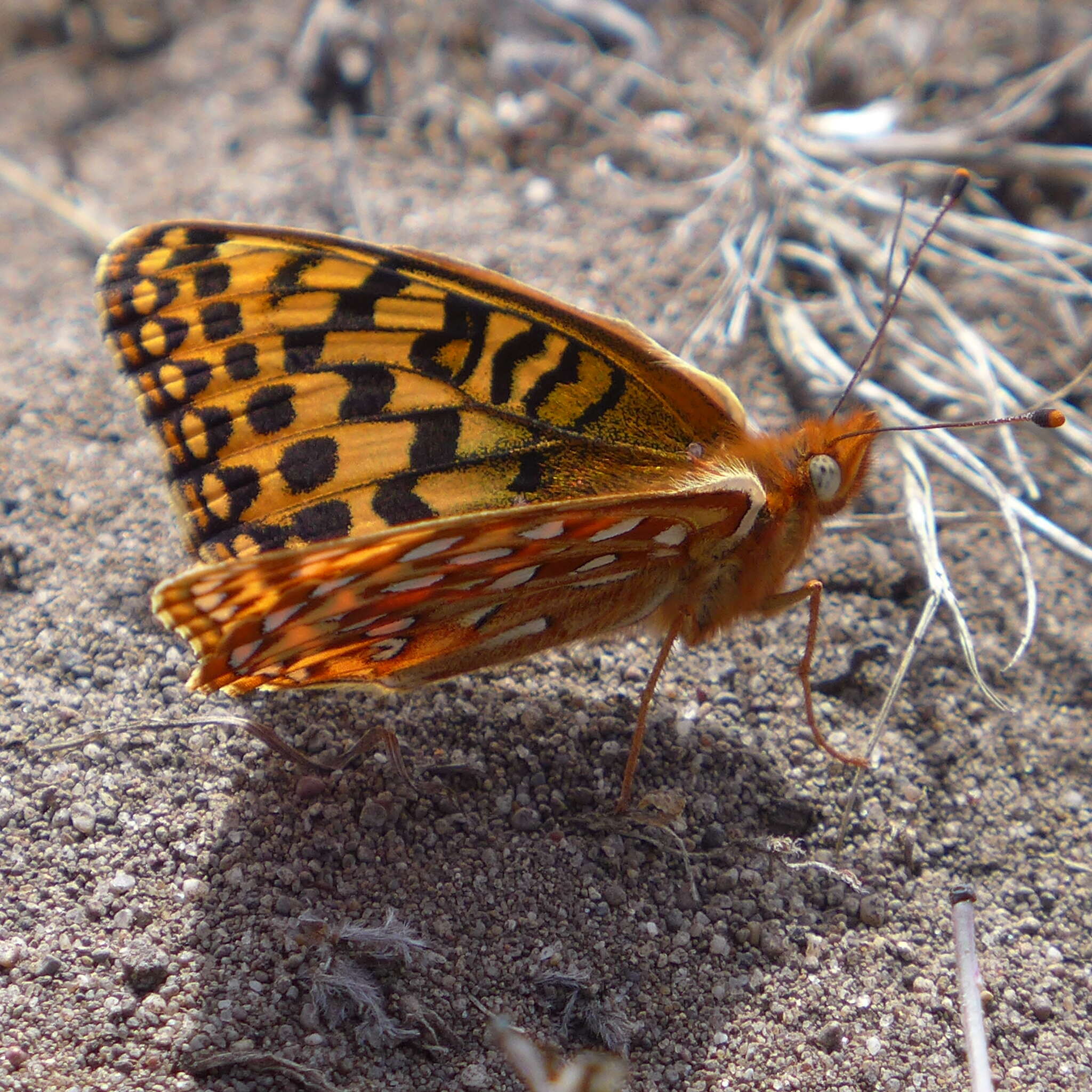 Image of Myrtle's silverspot butterfly