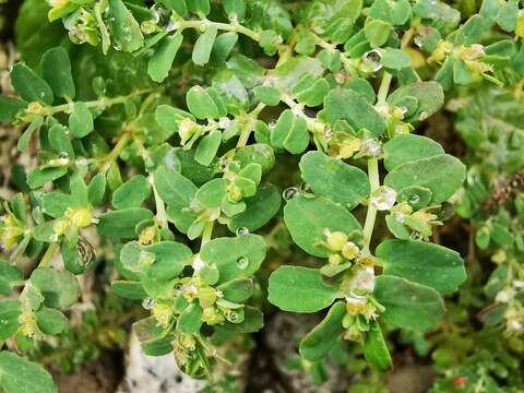 Слика од Euphorbia cozumelensis Millsp.