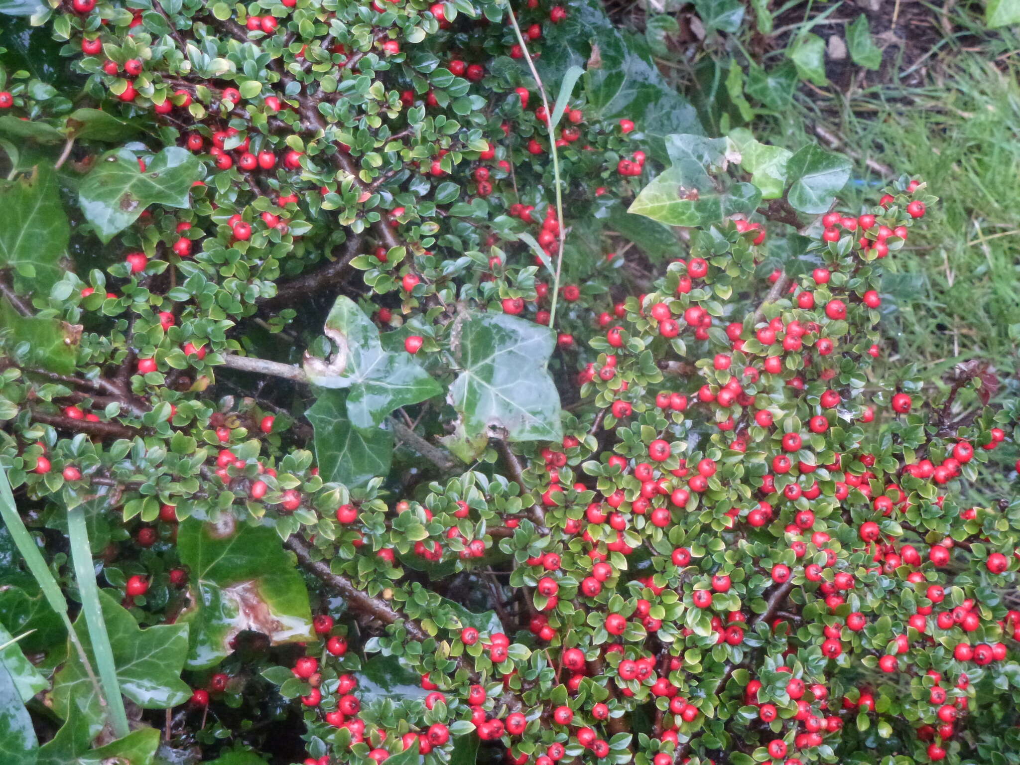 Image of rockspray cotoneaster