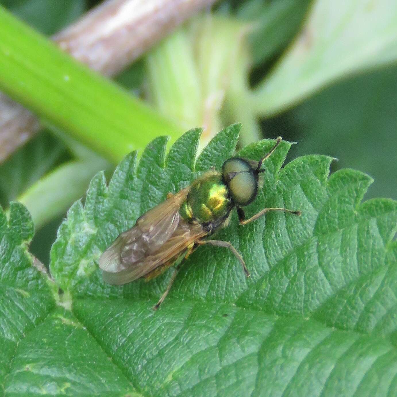 Imagem de Chloromyia formosa (Scopoli 1763)