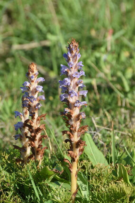 Image of Orobanche coerulescens Stephan