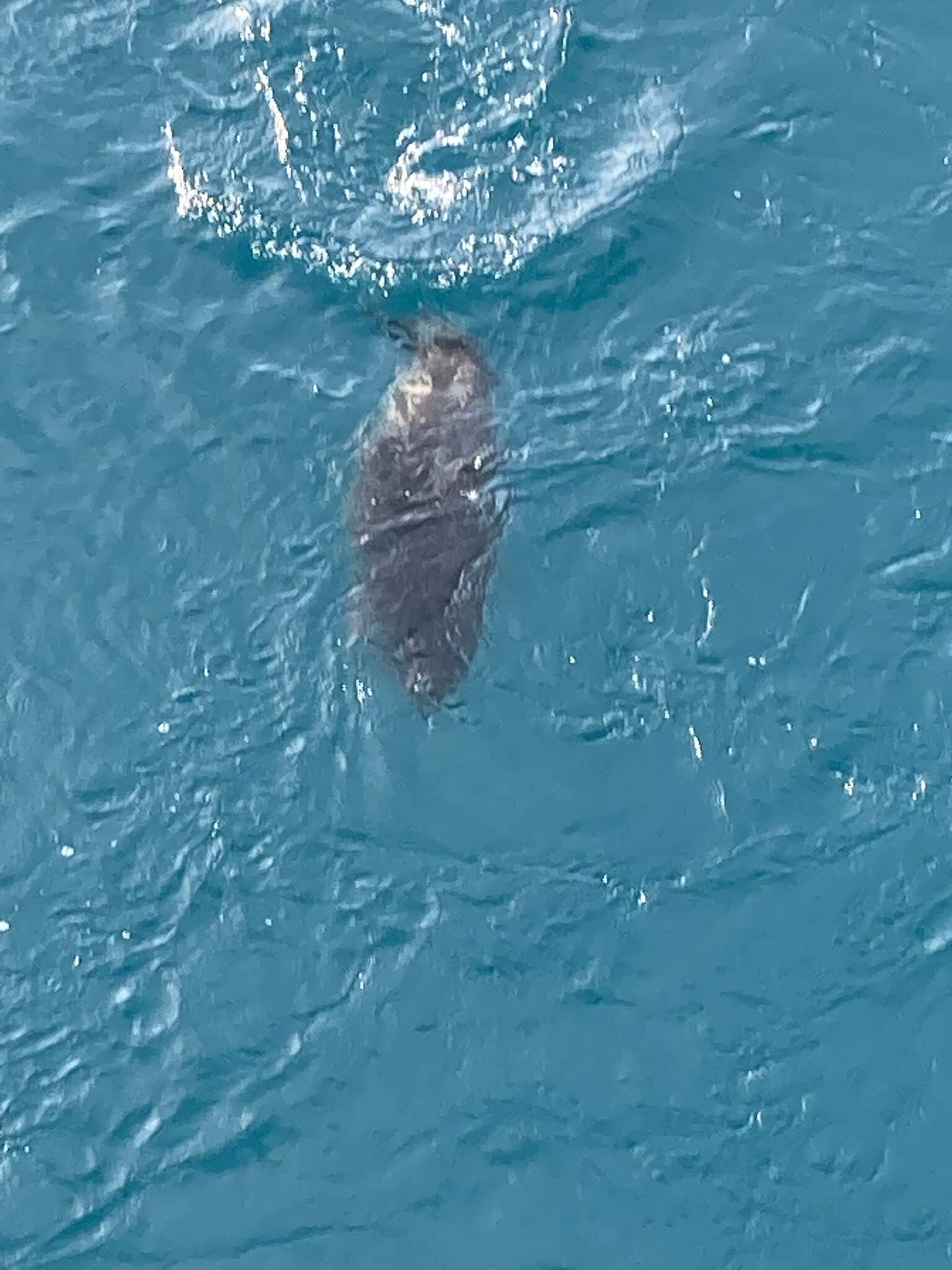 Image of Arctic ringed seal