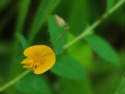 Image of Crotalaria filipes Benth.