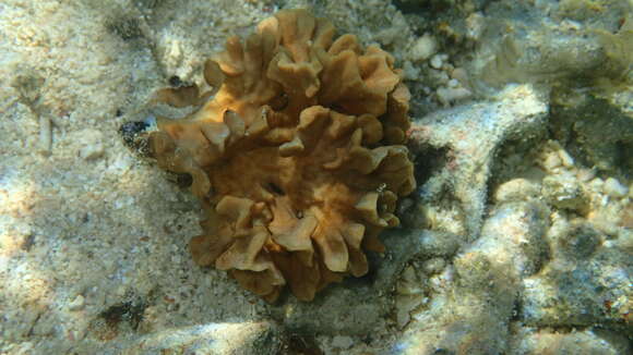 Image of Branched Sandpaper Coral